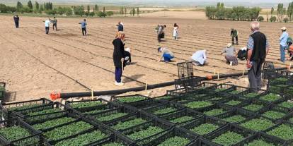 İklim krizi Ankara tarımını vuruyor: ODTÜ'lü hocalar sunum yaptı