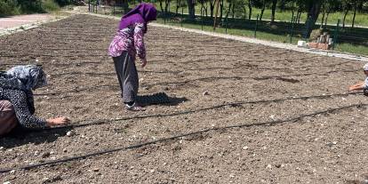 Ankara Mamak'ta ata tohumları çoğaltılıyor: Geleceğe yatırım