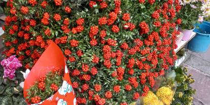 Yeni yılın habercisi kokina Ankara’da tezgahlarda: Demeti 300 TL