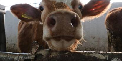 Ankara’da 600 bin hayvana şap aşısı yapılacak