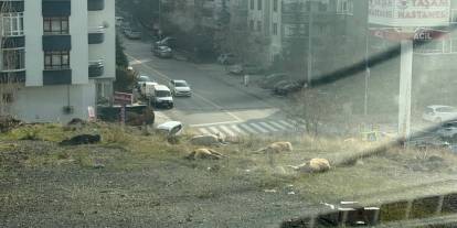 CHP'liler de bıktı: Çankaya’da başıboş köpek şikayetleri artıyor