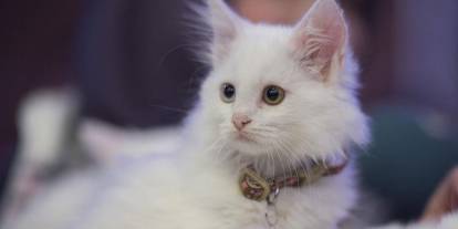 Ankara'daki evcil hayvan sahiplerine uyarı: Son tarih 31 Aralık