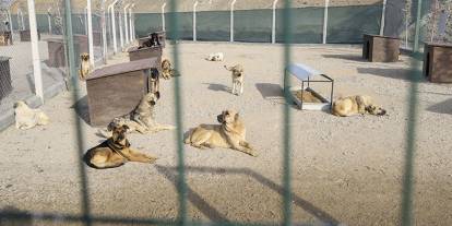 Mamak'ta başıboş köpek barınağına baskın iddiası: Belediye yalanladı