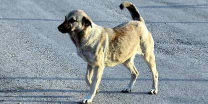 Ankara’da köpekleri öldüren doktora verilen cezanın gerekçesi açıklandı