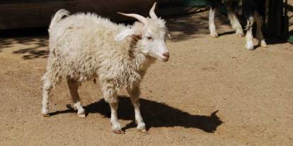 Başkent'te dijital köyler projesi: Ankara Keçisi akıllı tarımla izlenecek