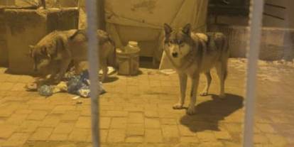 Ankara’da kurt paniği: İlçeye inip yiyecek aradılar