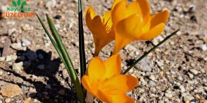 Ankara'da baharın müjdecisi çiğdemler açtı