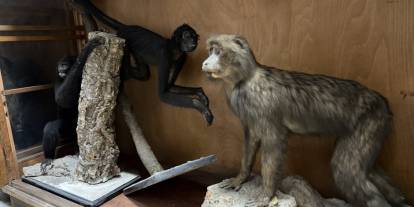 Ankara’da doldurulmuş hayvan koleksiyonu