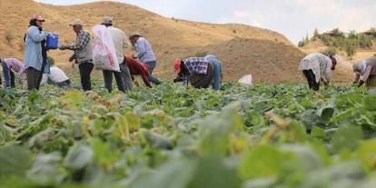 Çubuk’ta salatalık üreticileri endişeli