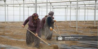 Çubuk’ta domates ekim çalışmaları seralarda başladı