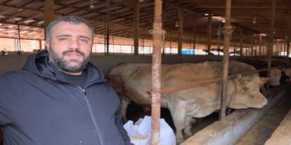 1.1 tonluk kurbanlık boğa ‘Paşa’, 500 bin TL'den satışa çıkarıldı