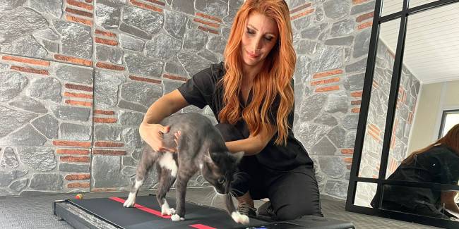hamsi-kedi.jpg